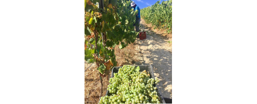 La vendemmia e il mondo del vino raccontato da Clementina Padova di Riofavara